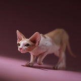 -Nicely detailed 1:6 scale sphynx cat figurine. These miniatures are crafted in high quality resin and measure roughly 5.5x16.5x3.2cm / 2.2x6.5x1.26in. New in box, guaranteed quality. Free shipping. Cute funny wrinkly wrinkled hairless cat kitten kitty statuette sculpture mini statue collectible animal gift-