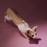 -Nicely detailed 1:6 scale sphynx cat figurine. These miniatures are crafted in high quality resin and measure roughly 5.5x16.5x3.2cm / 2.2x6.5x1.26in. New in box, guaranteed quality. Free shipping. Cute funny wrinkly wrinkled hairless cat kitten kitty statuette sculpture mini statue collectible animal gift-C-
