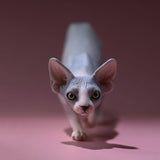 -Nicely detailed 1:6 scale sphynx cat figurine. These miniatures are crafted in high quality resin and measure roughly 5.5x16.5x3.2cm / 2.2x6.5x1.26in. New in box, guaranteed quality. Free shipping. Cute funny wrinkly wrinkled hairless cat kitten kitty statuette sculpture mini statue collectible animal gift-