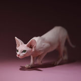 -Nicely detailed 1:6 scale sphynx cat figurine. These miniatures are crafted in high quality resin and measure roughly 5.5x16.5x3.2cm / 2.2x6.5x1.26in. New in box, guaranteed quality. Free shipping. Cute funny wrinkly wrinkled hairless cat kitten kitty statuette sculpture mini statue collectible animal gift-