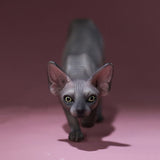 -Nicely detailed 1:6 scale sphynx cat figurine. These miniatures are crafted in high quality resin and measure roughly 5.5x16.5x3.2cm / 2.2x6.5x1.26in. New in box, guaranteed quality. Free shipping. Cute funny wrinkly wrinkled hairless cat kitten kitty statuette sculpture mini statue collectible animal gift-E-