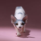 -Nicely detailed 1:6 scale sphynx cat figurine. These miniatures are crafted in high quality resin and measure roughly 5.5x16.5x3.2cm / 2.2x6.5x1.26in. New in box, guaranteed quality. Free shipping. Cute funny wrinkly wrinkled hairless cat kitten kitty statuette sculpture mini statue collectible animal gift-