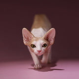 -Nicely detailed 1:6 scale sphynx cat figurine. These miniatures are crafted in high quality resin and measure roughly 5.5x16.5x3.2cm / 2.2x6.5x1.26in. New in box, guaranteed quality. Free shipping. Cute funny wrinkly wrinkled hairless cat kitten kitty statuette sculpture mini statue collectible animal gift-