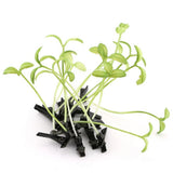 -Unique tiny synthetic bean sprout hair clips. Clips measure about 4cm and sprouts stand about 6cm tall.Free shipping from abroad. These typically arrive in 2-4 weeks to the USA. Tiny anime cosplay costume accessory kawaii cute weird unusual flora plant leaf seedling synthetic fake simulation-