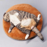 -Nicely detailed 1:6 scale lethargic fat cat figurine with plush mini cat bed. Cat is crafted in high quality resin and measures approximately 13x6.5x3cm / 5.3x2.6x1.2in. New in box, guaranteed quality. Free shipping. Funny sweet realistic collectible 1/6 orange black white brown gray tabby kitty figure gift miniature-