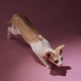 -Nicely detailed 1:6 scale sphynx cat figurine. These miniatures are crafted in high quality resin and measure roughly 5.5x16.5x3.2cm / 2.2x6.5x1.26in. New in box, guaranteed quality. Free shipping.

Cute funny wrinkly wrinkled hairless cat kitten kitty statuette sculpture mini statue collectible animal gift-C-