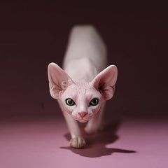 -Nicely detailed 1:6 scale sphynx cat figurine. These miniatures are crafted in high quality resin and measure roughly 5.5x16.5x3.2cm / 2.2x6.5x1.26in. New in box, guaranteed quality. Free shipping. Cute funny wrinkly wrinkled hairless cat kitten kitty statuette sculpture mini statue collectible animal gift-A-
