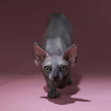 -Nicely detailed 1:6 scale sphynx cat figurine. These miniatures are crafted in high quality resin and measure roughly 5.5x16.5x3.2cm / 2.2x6.5x1.26in. New in box, guaranteed quality. Free shipping.

Cute funny wrinkly wrinkled hairless cat kitten kitty statuette sculpture mini statue collectible animal gift-E-