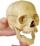 -Cast from a real specimen, a highly detailed Beauchene style disarticulated/exploded skull model at 1/2 lifesize scale ideal for teaching human anatomy. Made of quality, durable and non-toxic PVC, held together with inconspicuous connectors, disassembles to 15 pieces. STEM biology medical science education learning-