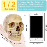 -Cast from a real specimen, a highly detailed Beauchene style disarticulated/exploded skull model at 1/2 lifesize scale ideal for teaching human anatomy. Made of quality, durable and non-toxic PVC, held together with inconspicuous connectors, disassembles to 15 pieces. STEM biology medical science education learning-