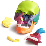 -Cast from a real specimen, a highly detailed Beauchene style disarticulated/exploded skull model at 1/2 lifesize scale ideal for teaching human anatomy. Made of quality, durable and non-toxic PVC, held together with inconspicuous connectors, disassembles to 15 pieces. STEM biology medical science education learning-