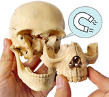 -Cast from a real specimen, a highly detailed Beauchene style disarticulated/exploded skull model at 1/2 lifesize scale ideal for teaching human anatomy. Made of quality, durable and non-toxic PVC, held together with inconspicuous connectors, disassembles to 15 pieces. STEM biology medical science education learning-