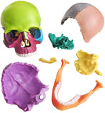 -Cast from a real specimen, a highly detailed Beauchene style disarticulated/exploded skull model at 1/2 lifesize scale ideal for teaching human anatomy. Made of quality, durable and non-toxic PVC, held together with inconspicuous connectors, disassembles to 15 pieces. STEM biology medical science education learning-
