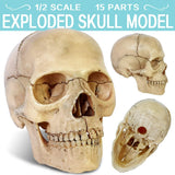 -Cast from a real specimen, a highly detailed Beauchene style disarticulated/exploded skull model at 1/2 lifesize scale ideal for teaching human anatomy. Made of quality, durable and non-toxic PVC, held together with inconspicuous connectors, disassembles to 15 pieces. STEM biology medical science education learning-Natural-