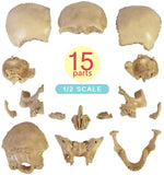 -Cast from a real specimen, a highly detailed Beauchene style disarticulated/exploded skull model at 1/2 lifesize scale ideal for teaching human anatomy. Made of quality, durable and non-toxic PVC, held together with inconspicuous connectors, disassembles to 15 pieces. STEM biology medical science education learning-
