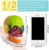 -Cast from a real specimen, a highly detailed Beauchene style disarticulated/exploded skull model at 1/2 lifesize scale ideal for teaching human anatomy. Made of quality, durable and non-toxic PVC, held together with inconspicuous connectors, disassembles to 15 pieces. STEM biology medical science education learning-