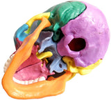 -Cast from a real specimen, a highly detailed Beauchene style disarticulated/exploded skull model at 1/2 lifesize scale ideal for teaching human anatomy. Made of quality, durable and non-toxic PVC, held together with inconspicuous connectors, disassembles to 15 pieces. STEM biology medical science education learning-