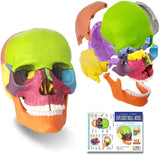 -Cast from a real specimen, a highly detailed Beauchene style disarticulated/exploded skull model at 1/2 lifesize scale ideal for teaching human anatomy. Made of quality, durable and non-toxic PVC, held together with inconspicuous connectors, disassembles to 15 pieces. STEM biology medical science education learning-Color Coded-