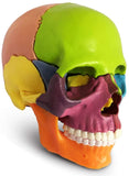 -Cast from a real specimen, a highly detailed Beauchene style disarticulated/exploded skull model at 1/2 lifesize scale ideal for teaching human anatomy. Made of quality, durable and non-toxic PVC, held together with inconspicuous connectors, disassembles to 15 pieces. STEM biology medical science education learning-