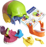 -Cast from a real specimen, a highly detailed Beauchene style disarticulated/exploded skull model at 1/2 lifesize scale ideal for teaching human anatomy. Made of quality, durable and non-toxic PVC, held together with inconspicuous connectors, disassembles to 15 pieces. STEM biology medical science education learning-