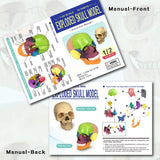 -Cast from a real specimen, a highly detailed Beauchene style disarticulated/exploded skull model at 1/2 lifesize scale ideal for teaching human anatomy. Made of quality, durable and non-toxic PVC, held together with inconspicuous connectors, disassembles to 15 pieces. STEM biology medical science education learning-