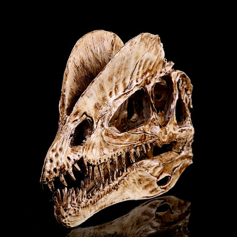 Dilophosaurus Skull Lifelike 1:3 Scale Resin Dinosaur Fossil Replica-High quality 1:3 scale resin replica Dilophosaurus dinosaur skull. Measures roughly 18x12x5cm / 7x4.7x2in. Free shipping from abroad, averages 2-3 weeks to the USA.

early jurassic bipedal theropod Dilophosauridae north american Arizona dino bones fossil paleontology archeology collectible educational model gift-